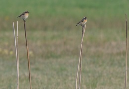 Braunkehlchen