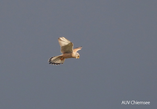 Turmfalke