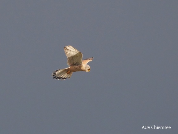 Turmfalke