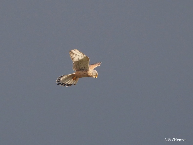 Turmfalke
