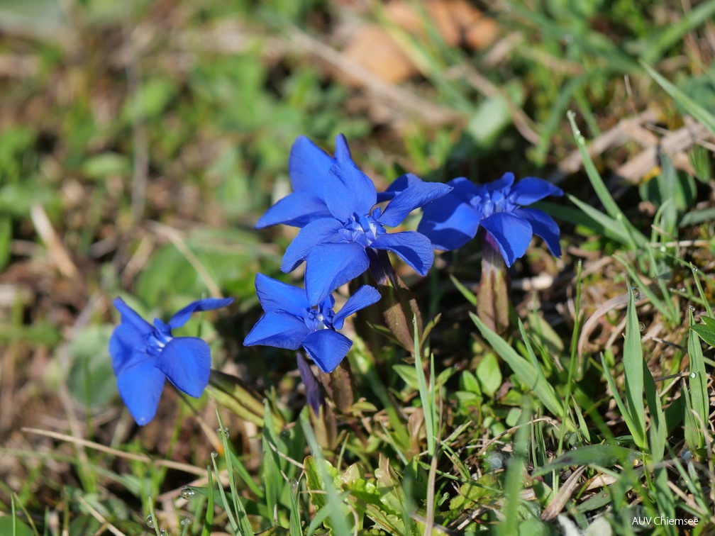 Frühlingsenzian