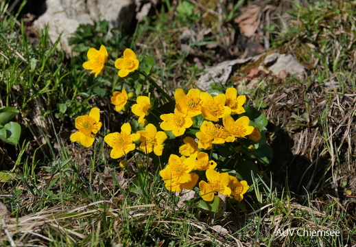 Sumpfdotterblume