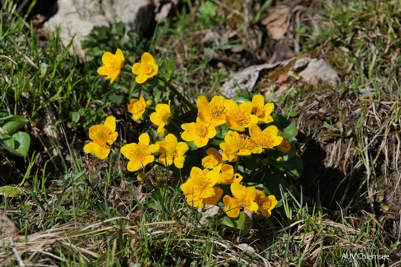 AktNatBeo-230509-ja-4_Sumpfdotterblume.jpg