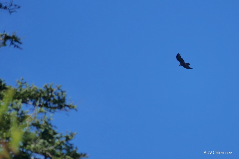 AktNatBeo-230509-ja-9_Steinadler.jpg