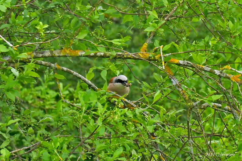 AktNatBeo-230518-ja-7_Neuntoeter-bearb.jpg