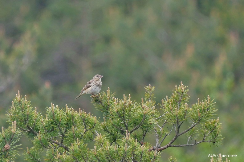 AktNatBeo-230518-ja-5_Baumpieper-bearb.jpg