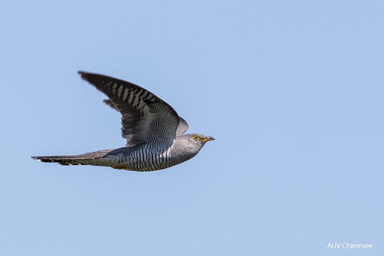 AktNatBeo-230527-ta-17-HB-Kuckuck-23-05-27.jpg