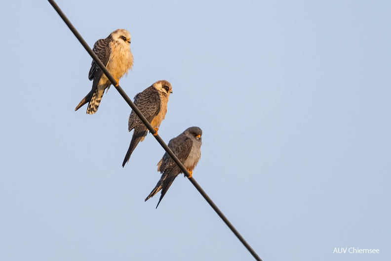 AktNatBeo-230527-ta-02-Grabenstaettermoos-Rotfussfalken-23-05-27.jpg