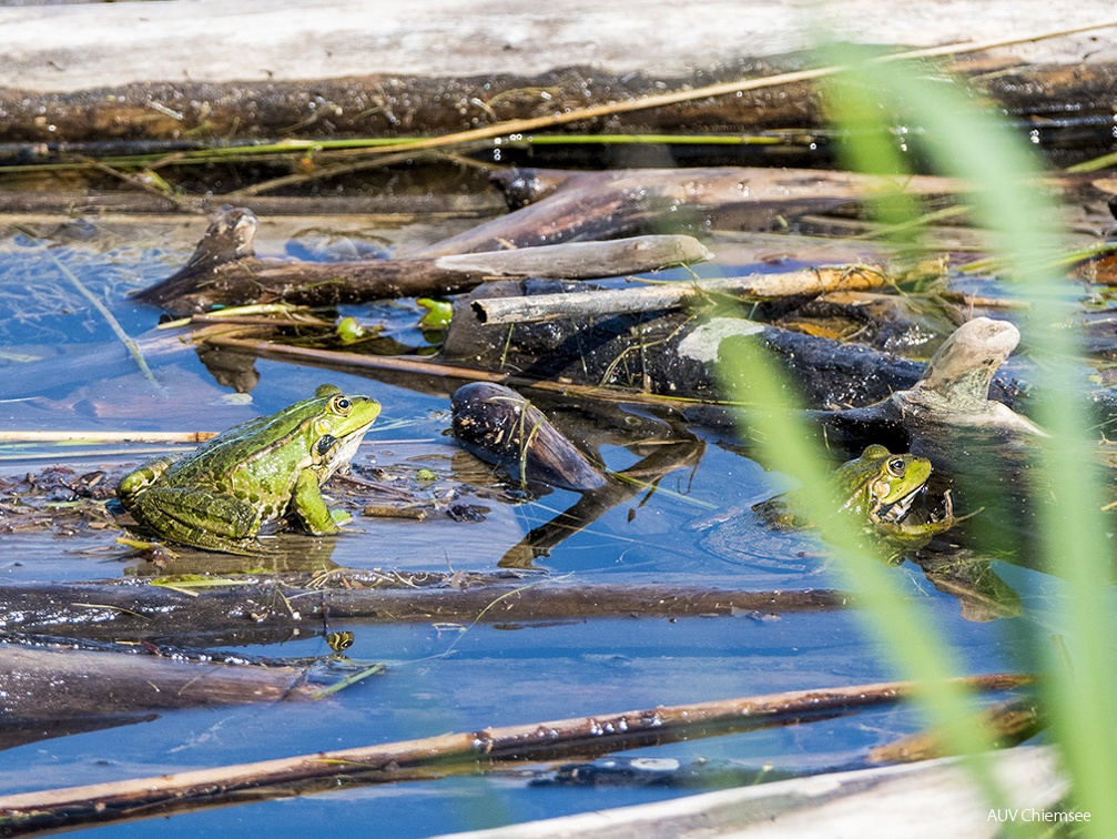 Teichfrosch