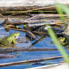 Teichfrosch