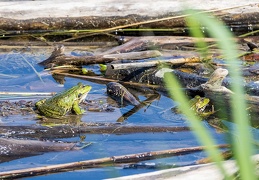 Teichfrosch