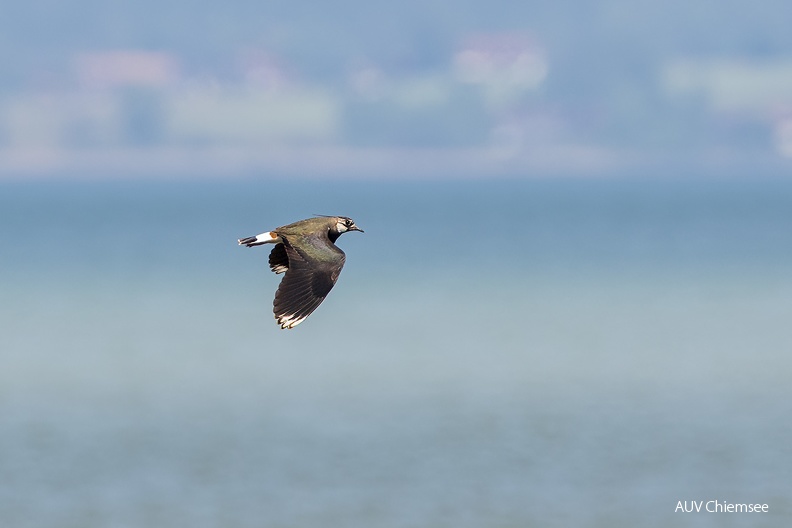 Kiebitz
Mit einem Klick! zur Fotogeschichte mit weiteren Bildern
Beobachtungsturm Hirschauer Bucht / 27.05.2023 / Foto: Thomas Alberer
AktNatBeo-230527-ta-12-HB-Kiebitz-23-05-27.jpg