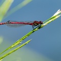 Frühe Adonislibelle