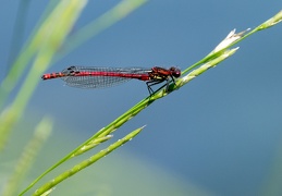 Frühe Adonislibelle
