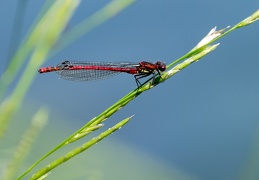 Frühe Adonislibelle