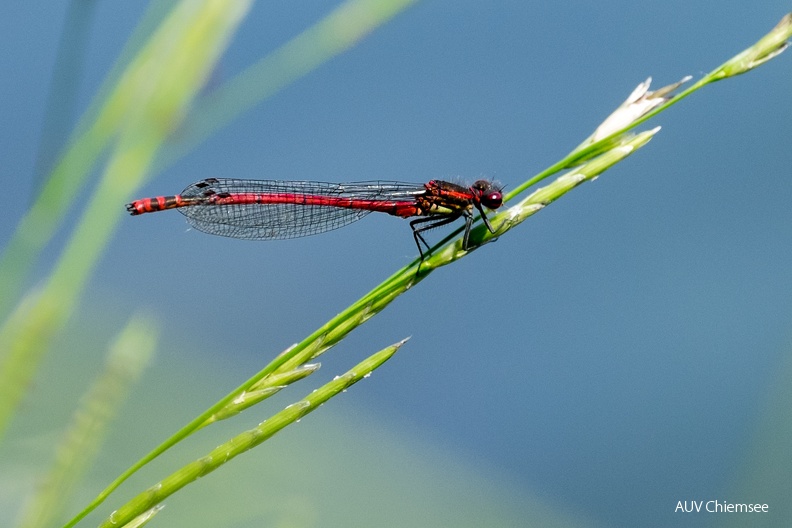 AktNatBeo-230609-kw-Fruehe Adonislibelle_DSF9166.jpg