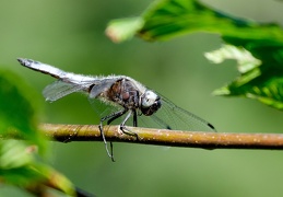 Spitzenfleck-Libelle 