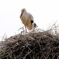 Storch mit Nachwuchs 