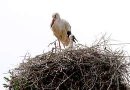 Storch mit Nachwuchs 