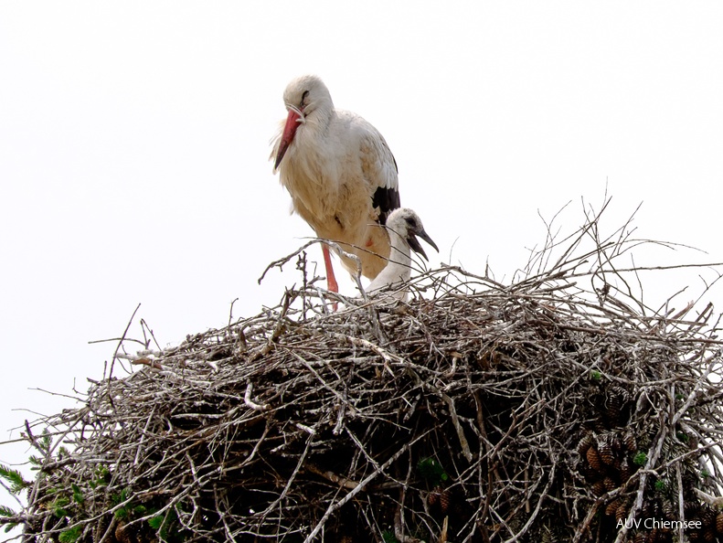 Storch mit Nachwuchs 