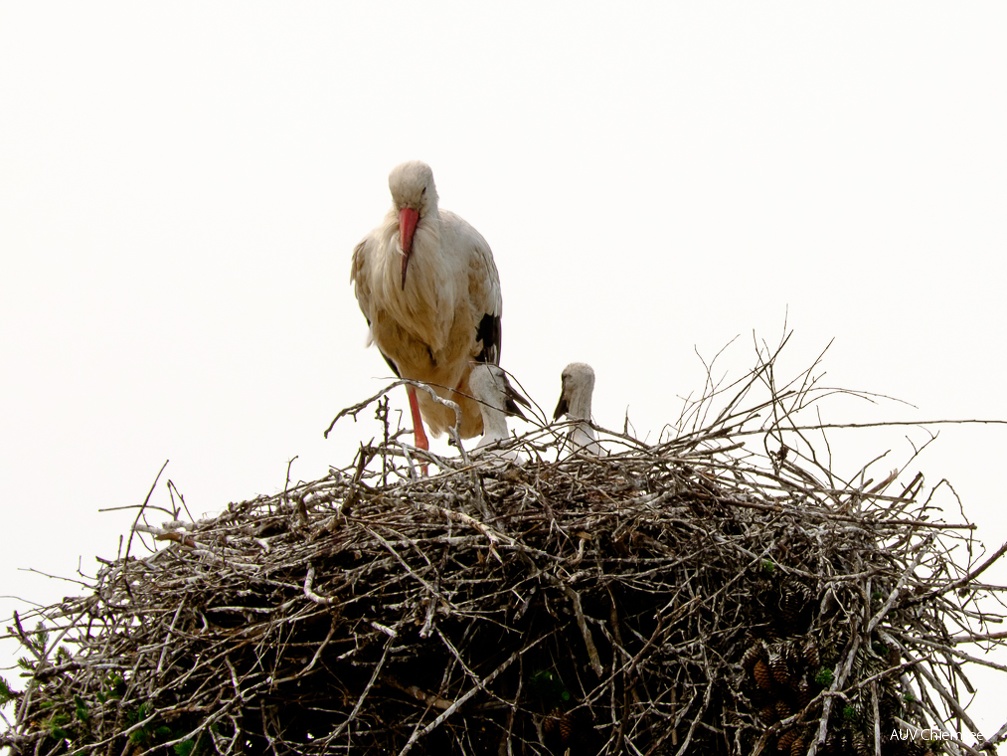 Storch mit Nachwuchs