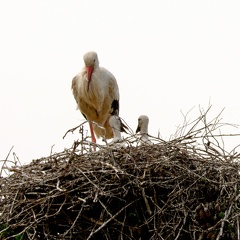 Storch mit Nachwuchs