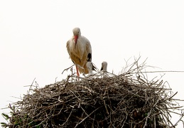 Storch mit Nachwuchs