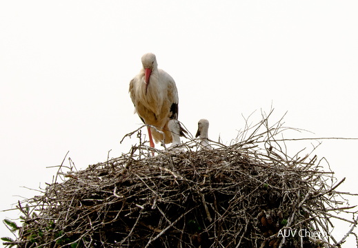 Storch mit Nachwuchs