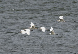 5 Kuhreiher & 1 Seidenreiher