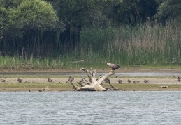 Seeadler