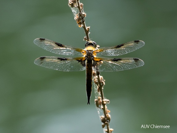 Vierfleck-Libelle