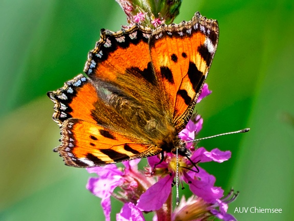 Monatsstartbild Juli 2023 Kleiner Fuchs