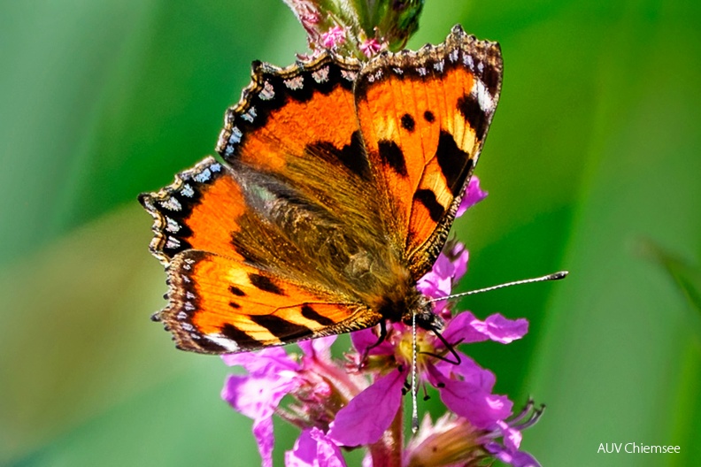 AktNatBeo-230701-kw-08-Kleiner-Fuchs-auf-Blutweiderich-Ausschnitt-1140pix.jpg