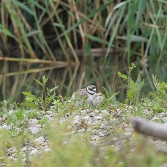 Flussregenpfeifer -  Jungtiere schlüpft unter den Flügel