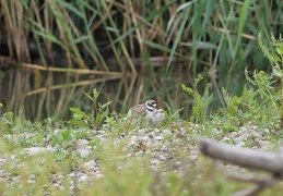 Flussregenpfeifer -  Jungtiere schlüpft unter den Flügel