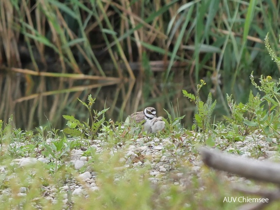 Flussregenpfeifer -  Jungtiere schlüpft unter den Flügel