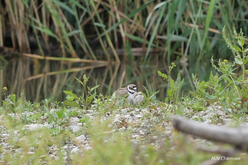 Flussregenpfeifer - Jungtier schlüpft unter den Flügel
Mit einem Klick! zur Fotogeschichte mit weiteren Bildern
Prienmündung / 25.07.2023 / Foto: Johannes Almer
AktNatBeo-230725-ja-4_Jungtiert_schluepft_unter_Alttier.jpg