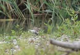 Flussregenpfeifer -  es wird eng