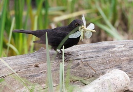 Amsel erntet frisch geschlüpfte Großlibellen