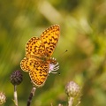 Hochmoor Perlmutterfalter