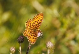 Hochmoor Perlmutterfalter