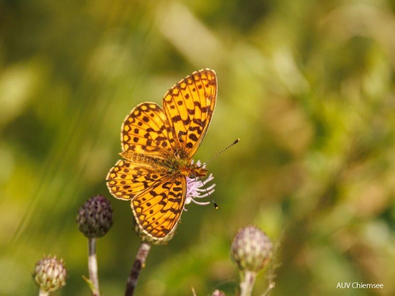 Hochmoor Perlmutterfalter