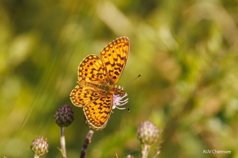 Hochmoor Perlmutterfalter
Mit einem Klick! zur Fotogeschichte mit weiteren Bildern
Grundloser See bei Gollenshausen / Juli 2023 / Foto: Andreas Hartl
AktNatBeo-230729-ah--06-Hochmoor-Perlmutterfalter Grundlossee.jpg