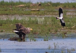 Seeadler wird von Kiebitz attackiert