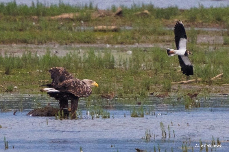 AktNatBeo-230729-ah--24-Seeadler wird von Kiebitz attackiert HB.jpg