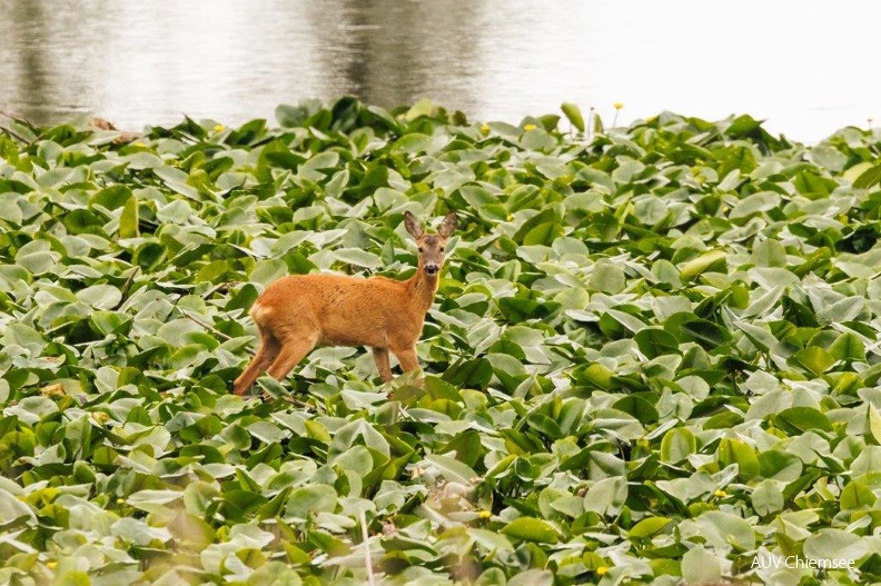 Reh im Teichrosenfeld
Mit einem Klick! zur Fotogeschichte mit weiteren Bildern
Naturbeobachtungsturm Hirschauer Bucht / Juli 2023 / Foto: Andreas Hartl
AktNatBeo-230729-ah--28-Reh in Teichrosenfeld HB.jpg