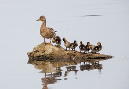 Stockente mit Nachwuchs auf sicherer Insel