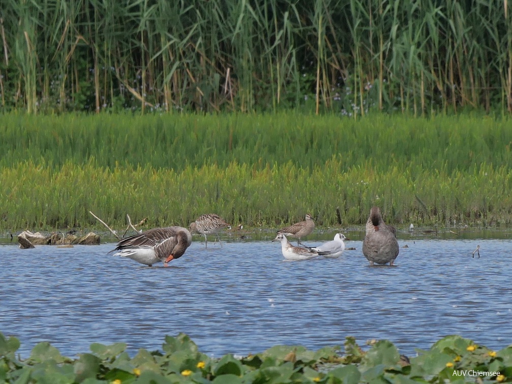 Großer Brachvogel & Regenbrachvogel