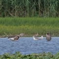 Großer Brachvogel & Regenbrachvogel