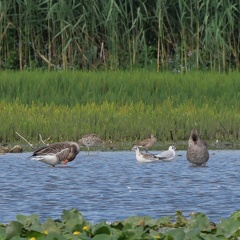 Großer Brachvogel & Regenbrachvogel